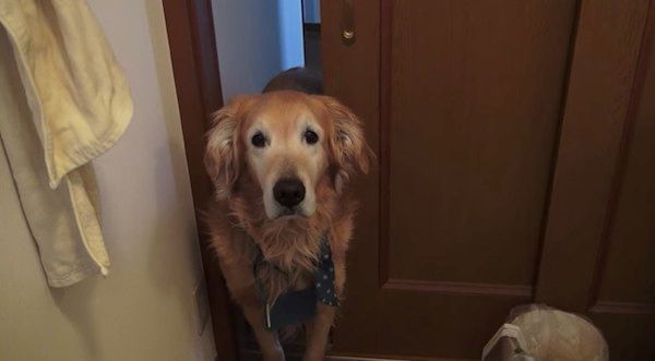 お風呂を覗くゴールデン・レトリーバー