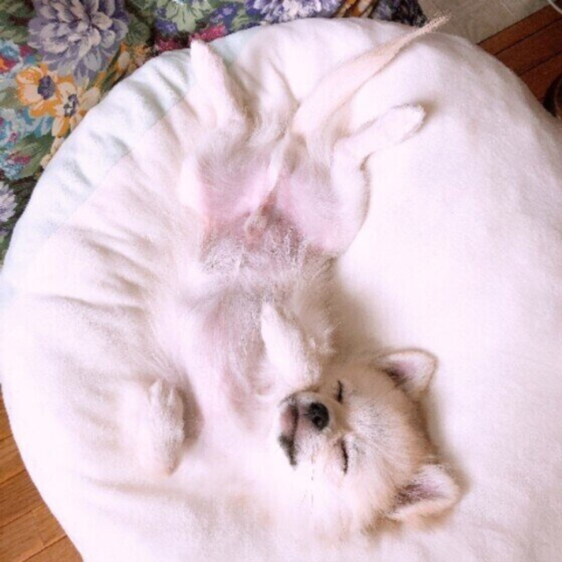 犬がおなかを見せるとき の3つの心理 可愛い ヘソ天 もご紹介 いぬのきもちweb Magazine 犬がおなかを見せるとき の3つの心理 可愛い ヘソ天 もご紹介 いぬのきもちweb Magazine