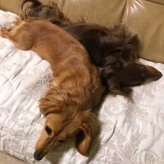 ミニチュア・ダックスフンド   仲良くくっつくはるとゆき