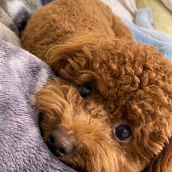 犬が冬にかかりやすい病気の症状と予防法 室内の温度と湿度の管理がポイント！ いぬのきもち