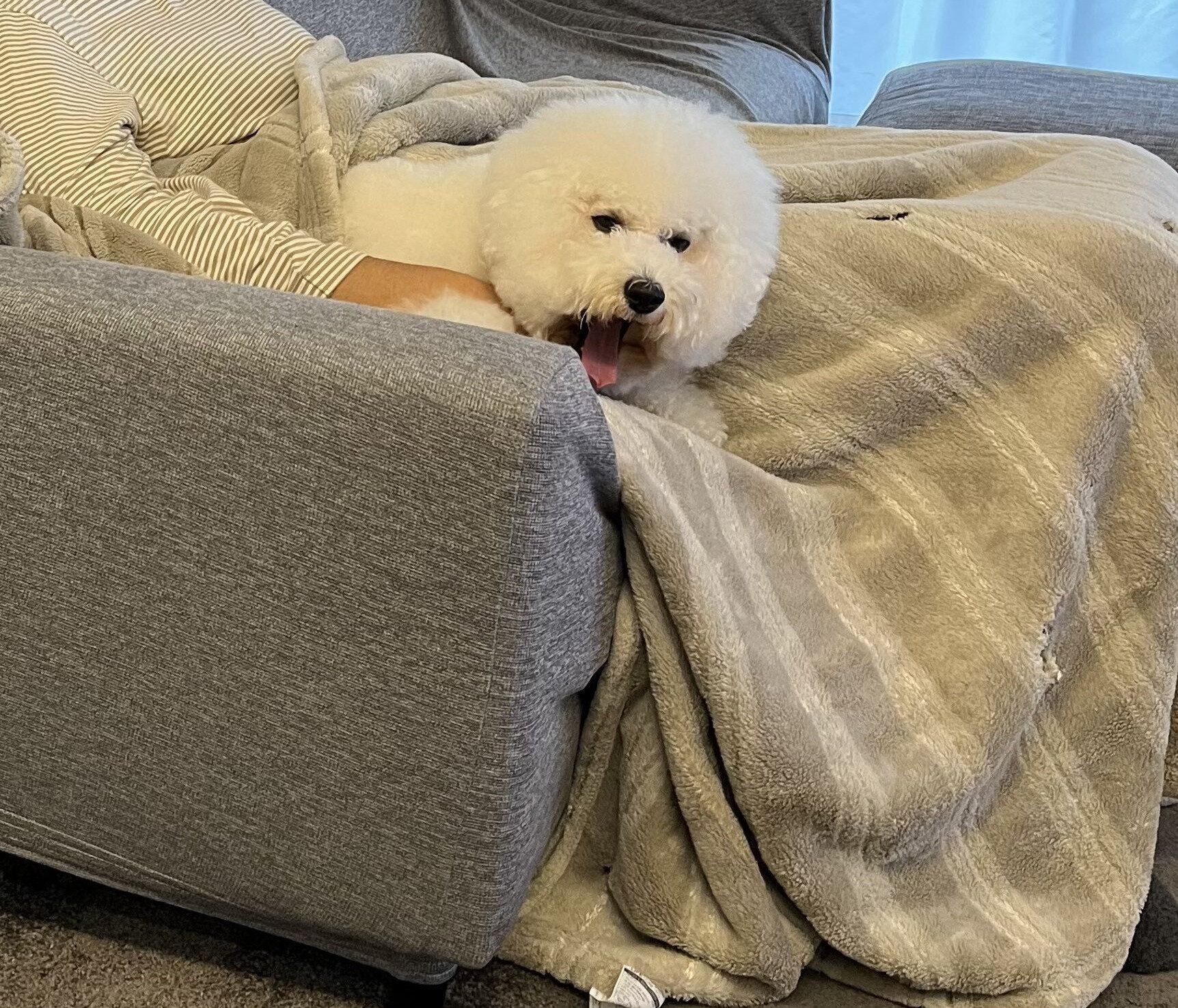 飼い主さんの横に座るめろちゃん