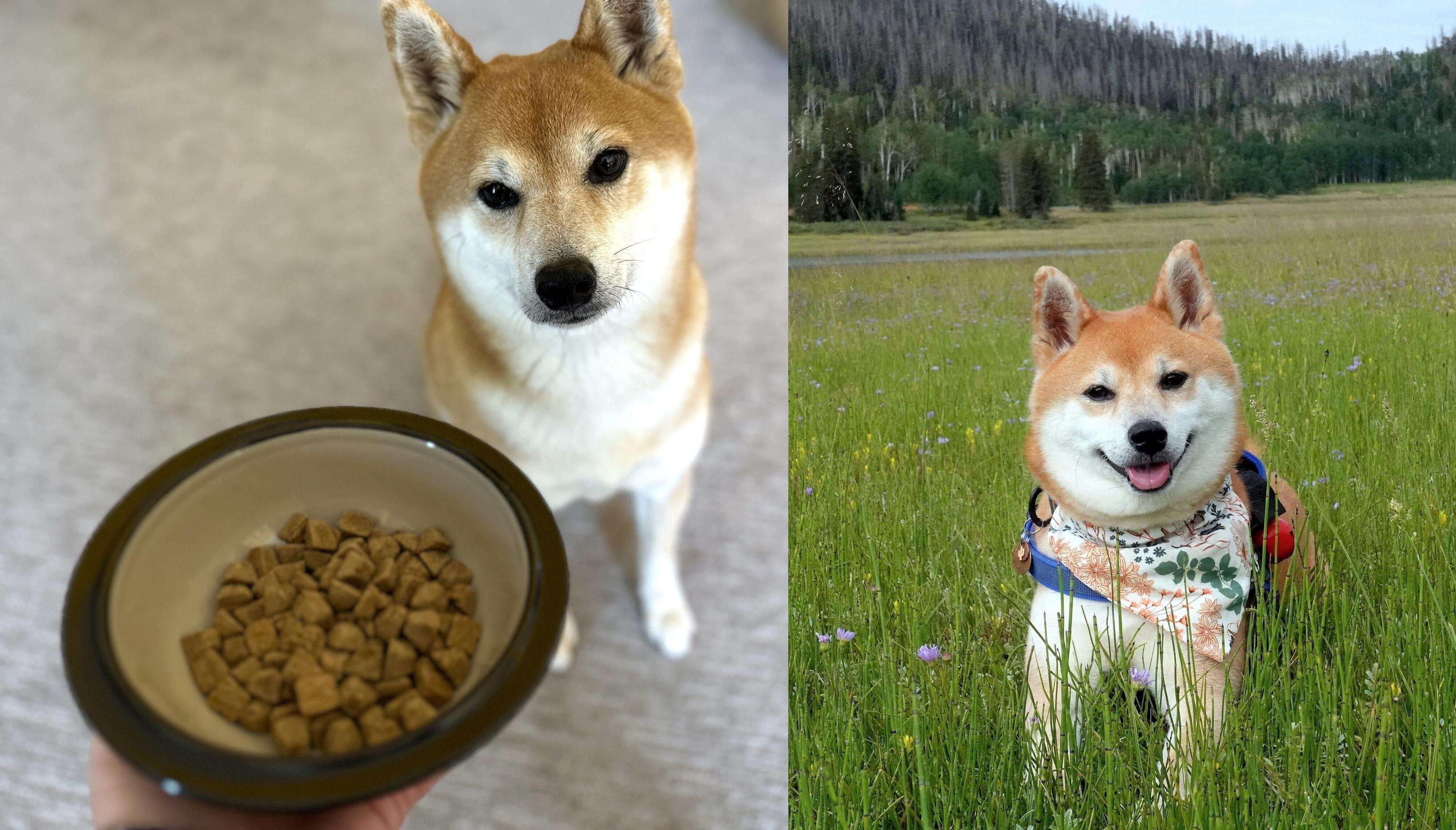 柴犬　ドッグフード