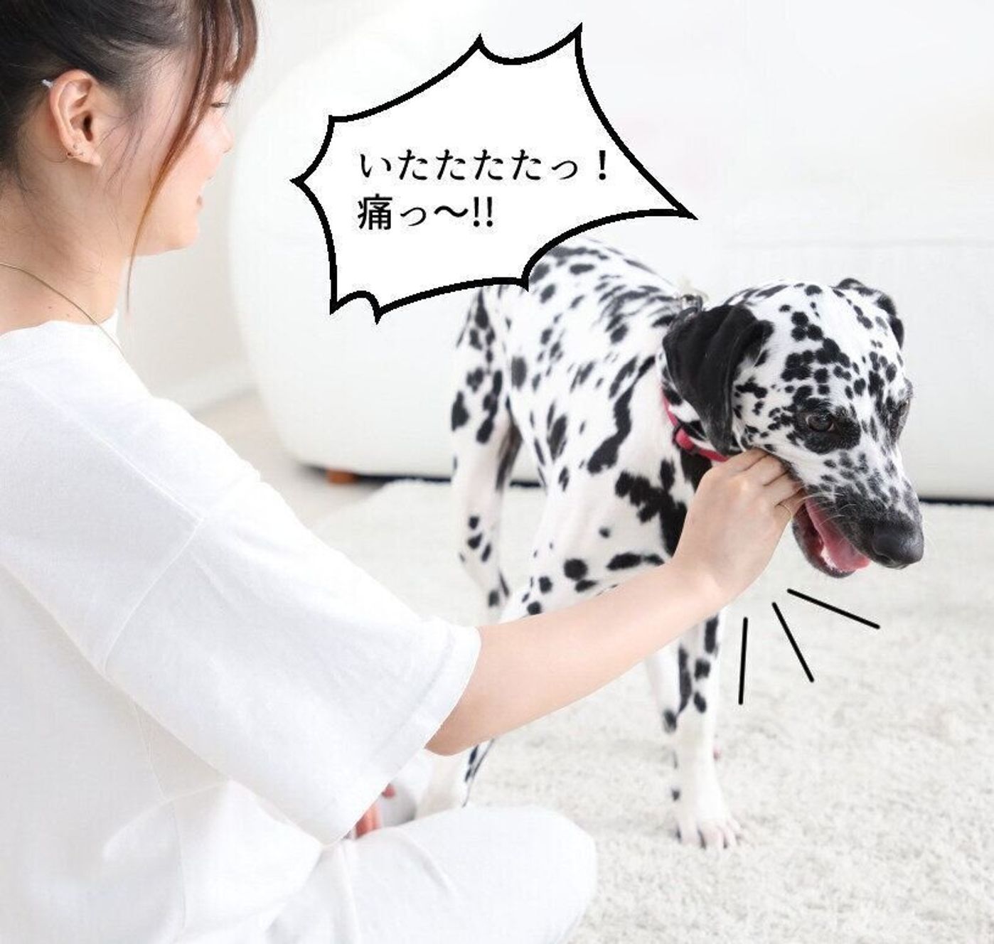 なで方や洋服が原因だった 犬の あま噛み を悪化させる意外なコト いぬのきもちweb Magazine なで方や洋服が原因だった 犬の あま噛み を悪化させる意外なコト いぬのきもちweb Magazine