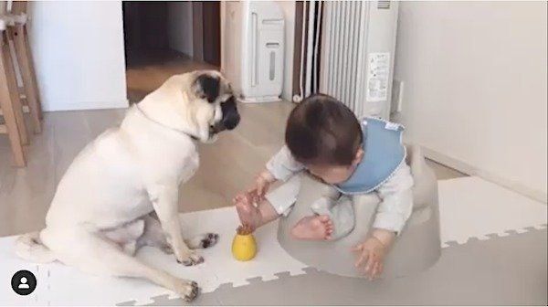 赤ちゃんに遊びのお誘いをするパグ