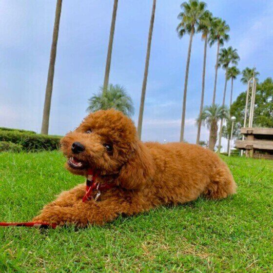 散歩中に伏せて休憩するトイ・プードル