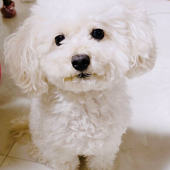 トイ・プードルのマロンちゃん