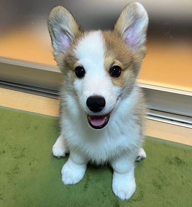 生後2カ月半くらいのときのルークくん