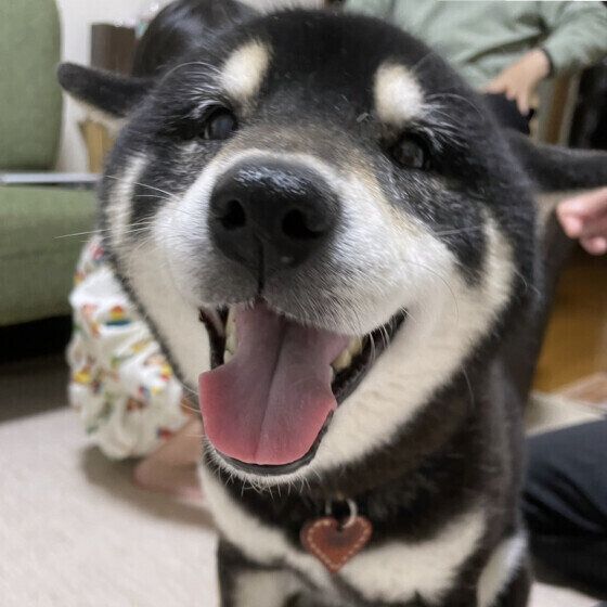 犬が雷を怖がる理由と震えたりパニックを起こしたときの対処法 いぬのきもち