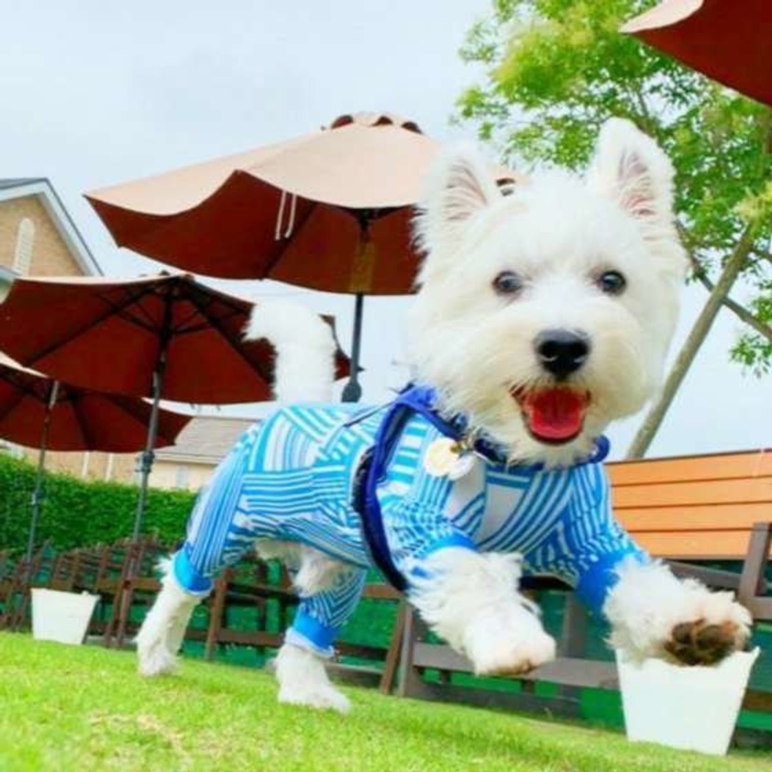 走るの大好きー 猛ダッシュする姿が気持ちいい 爆走犬 たち いぬのきもちweb Magazine 走るの大好きー 猛ダッシュする姿が気持ちいい 爆走犬 たち いぬのきもちweb Magazine