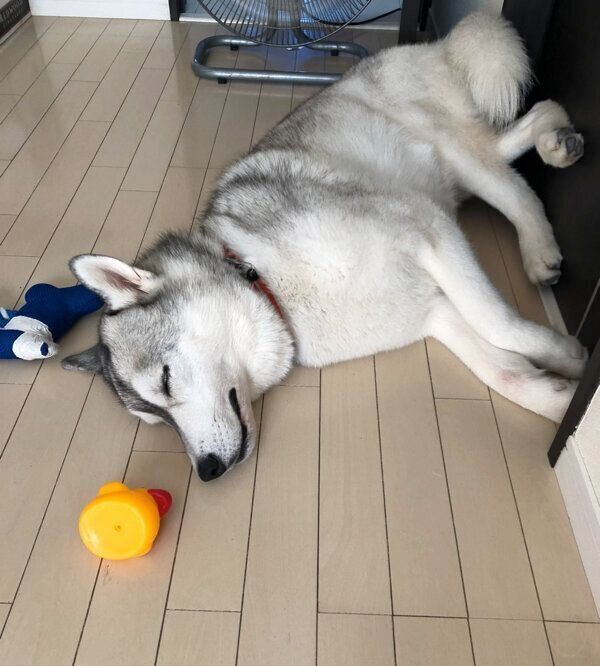 足を組んで眠るニポくん