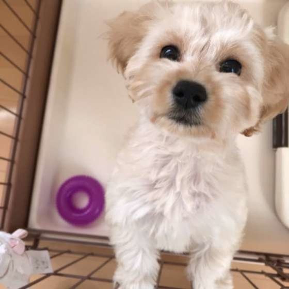 犬が命を助けてくれた 飼い主さんの 奇跡 のような体験 いぬのきもちweb Magazine 犬が命を助けてくれた 飼い主さんの 奇跡 のような体験 いぬのきもちweb Magazine