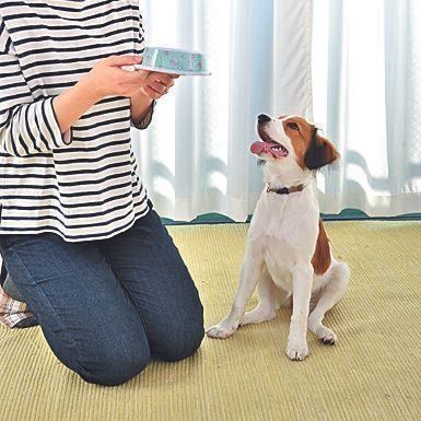 ゴハンや散歩の時間を決めずにランダムに！