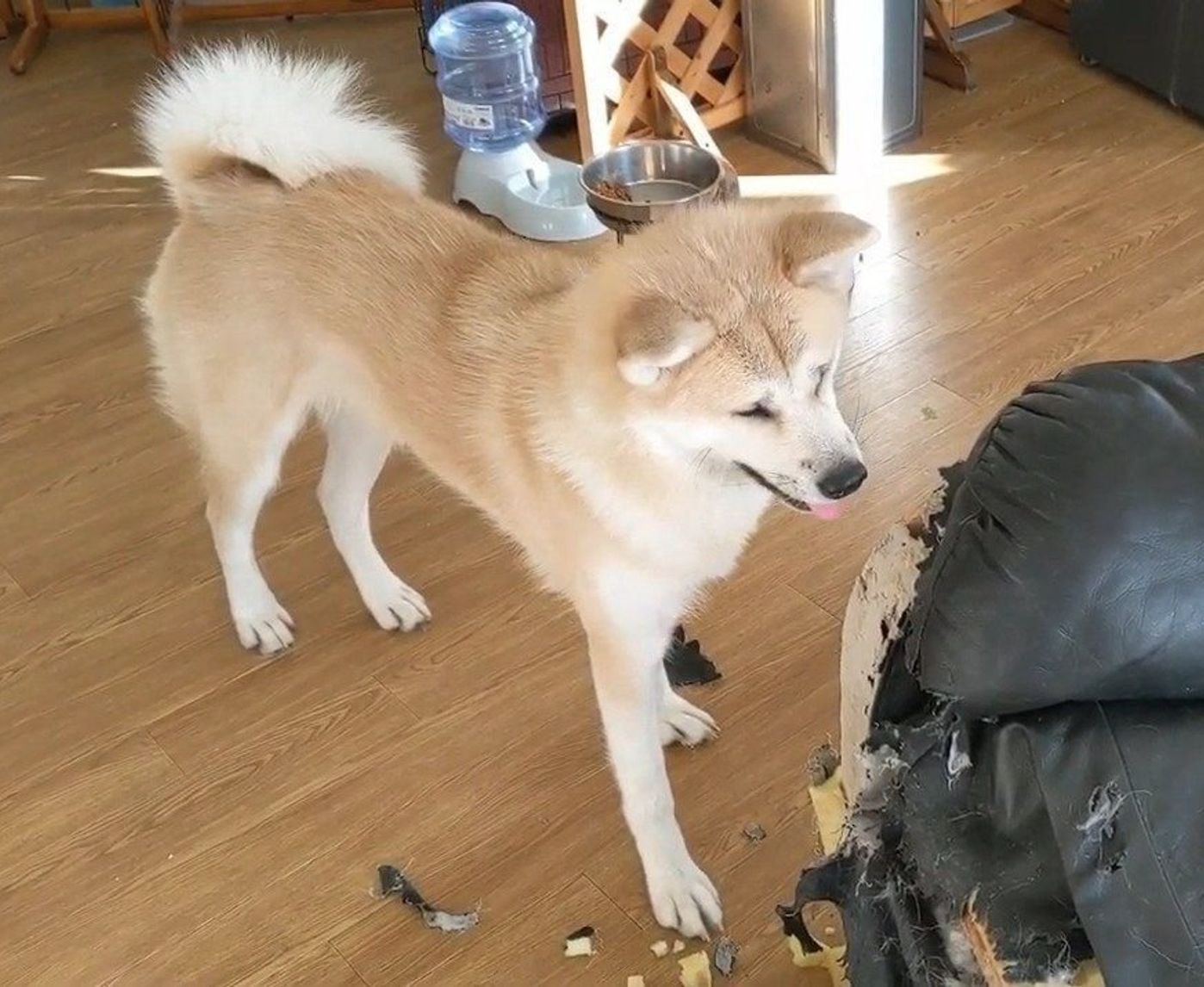 うわ と声が出てしまう秋田犬の破壊力に呆然とする動画 いぬのきもちweb Magazine うわ と声が出てしまう秋田犬の破壊力に呆然とする動画 いぬのきもちweb Magazine