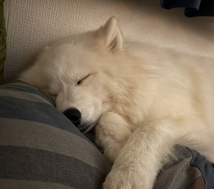 ぐっすり眠るエルちゃん