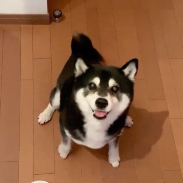 ごはんが待ちきれない豆太郎くん