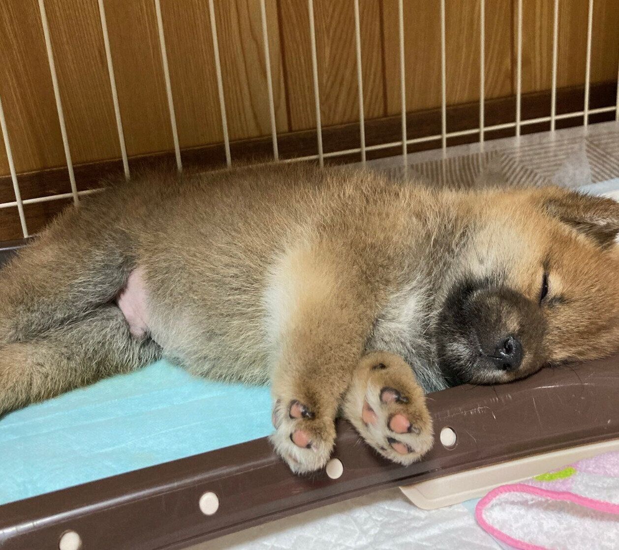 トイレトレーで寝てしまう文太くん