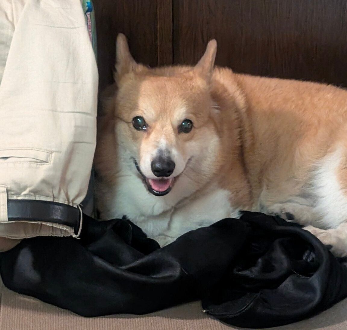 飼い主さんの上着の上でくつろぐコロ助くん