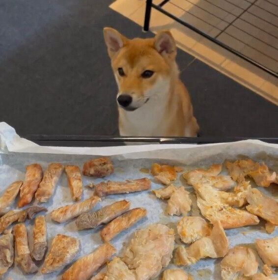 手作りジャーキーを見つめるぼんたんくん