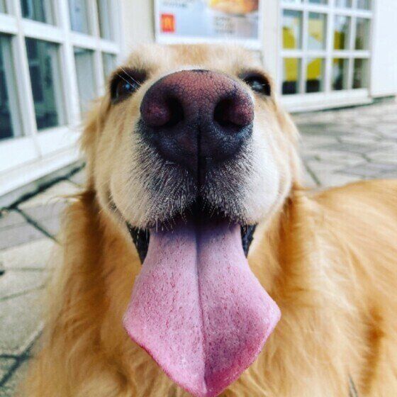 花粉?食べ物?犬のアレルギー検査でわかることは? いぬのきもち