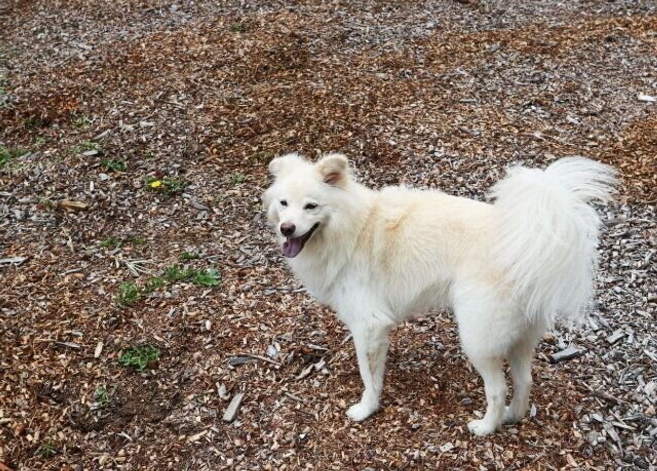 大吉との10年 穴澤賢の犬のはなし いぬのきもちweb Magazine 大吉との10年 穴澤賢の犬のはなし いぬのきもちweb Magazine