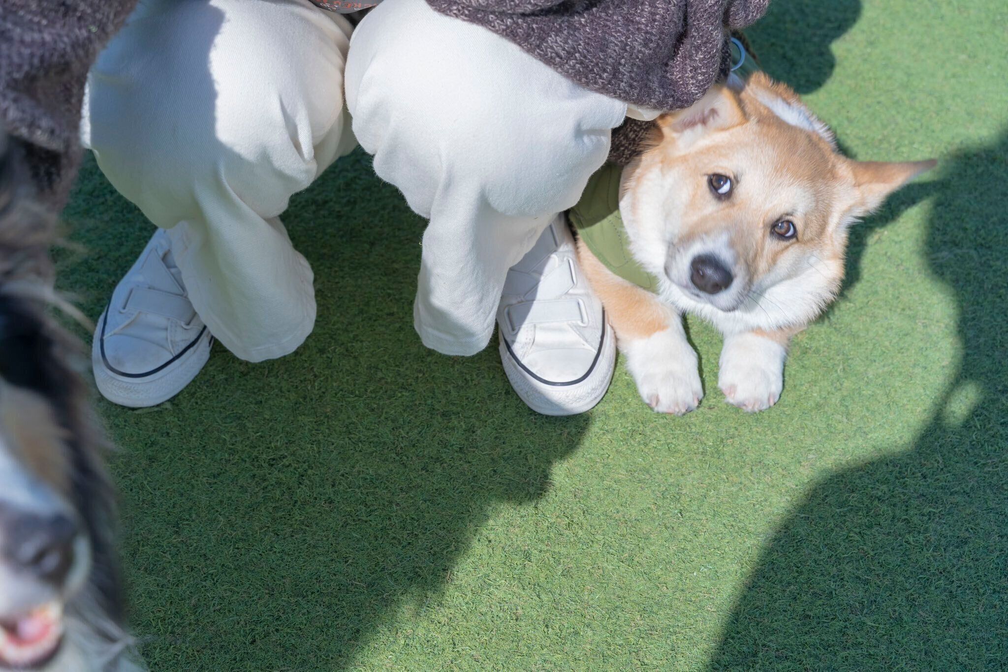 飼い主さんの後ろに隠れてしまったはんぺんくん