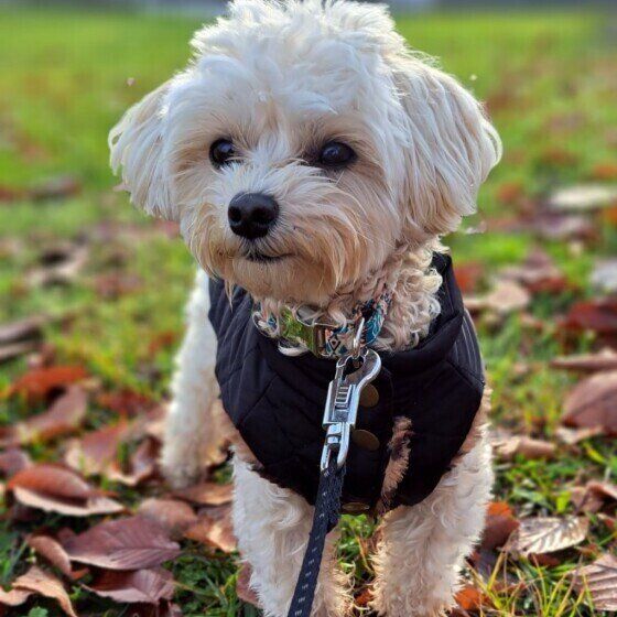 犬の散歩は何のために行く？ 散歩をする目的4つ いぬのきもち