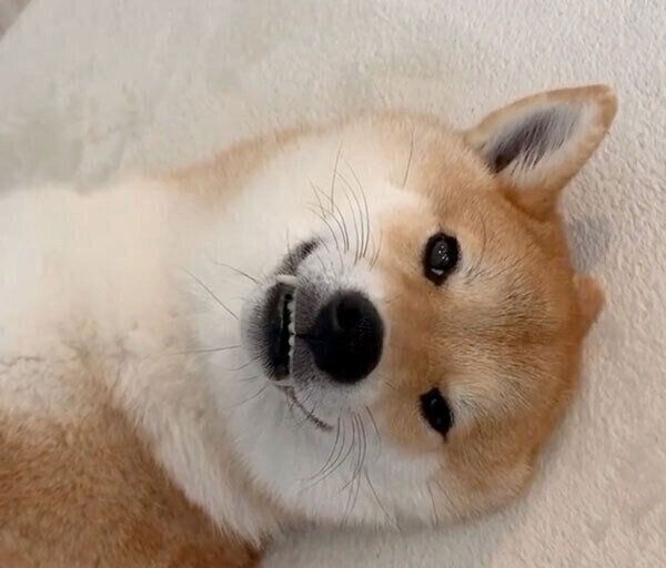 寝転がる味噌ちゃん