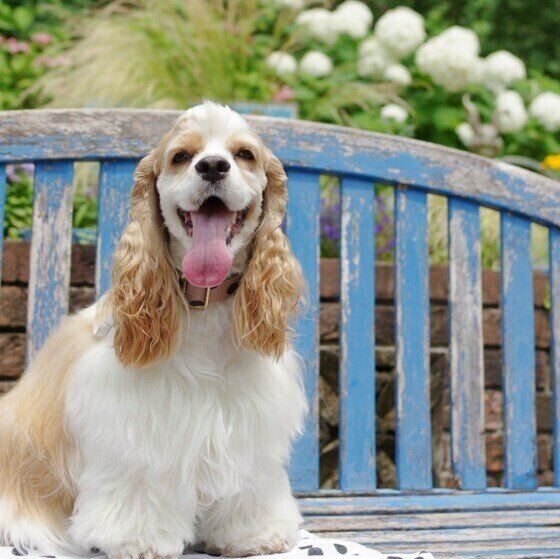 アメリカン・コッカー・スパニエルのリタちゃん♪