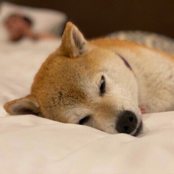 眠そうな表情の柴犬
