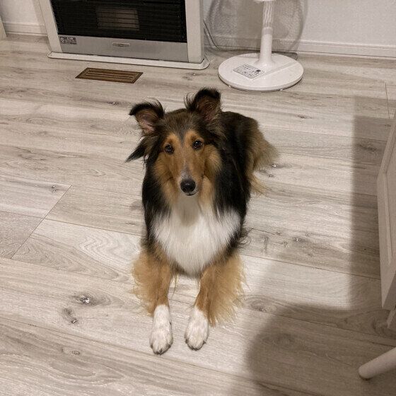 おねだりをするシェットランド・シープドッグ