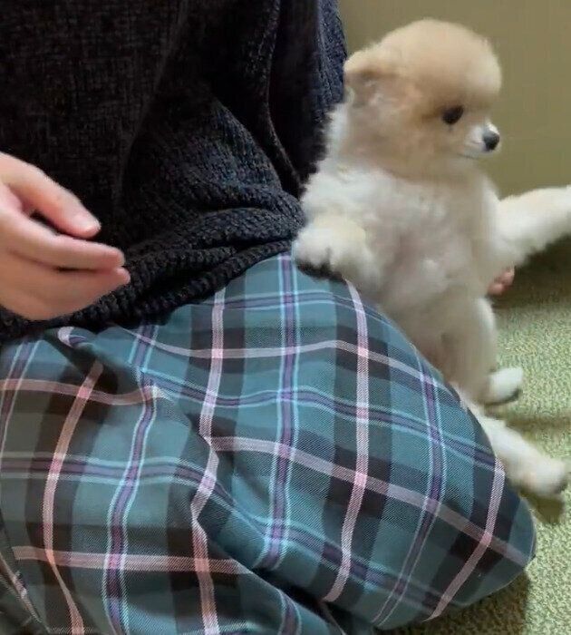 飼い主さんの膝から落ちるぬーくん