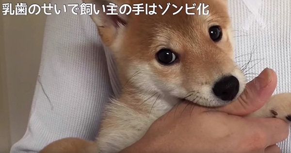 柴犬のこてつくん
