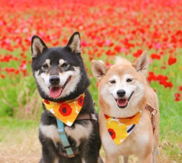 お出かけを楽しむゆりあちゃん、けんしろうくん