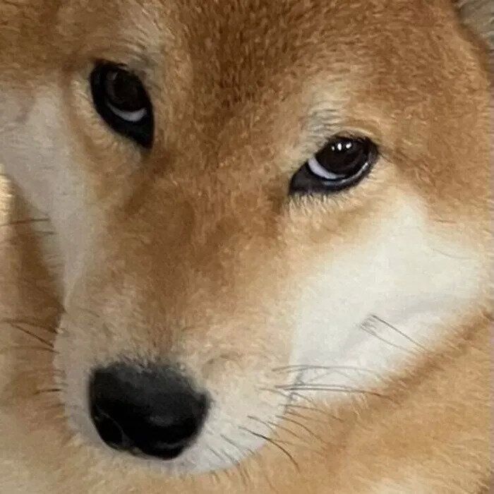 ジットリとした目のこんくん
