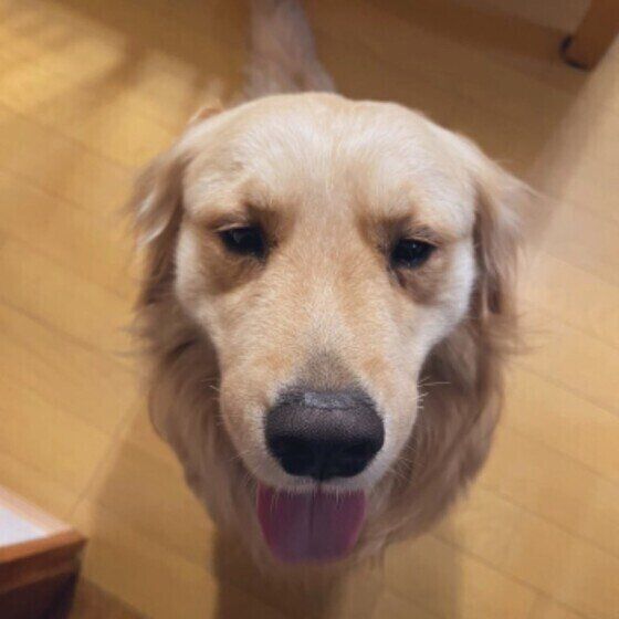 ゴールデン・レトリーバー