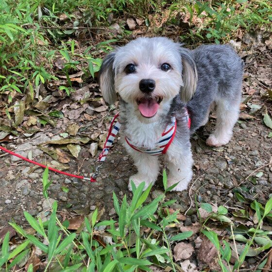 犬の首輪とハーネスはどっちがいいの？ それぞれを使い分けるポイントとは？ いぬのきもち