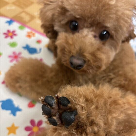 犬の肉球の数は全部でいくつ？ 犬の肉球の役割と豆知識 いぬのきもち