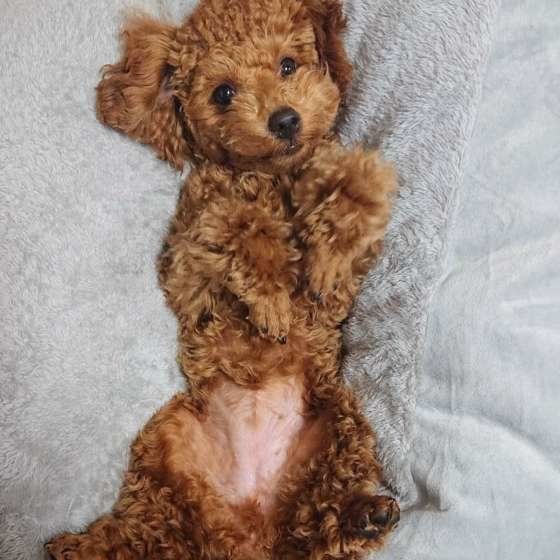 トイ・プードルのテンちゃん