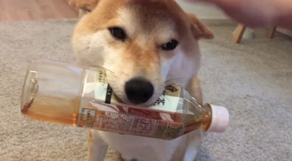 飼い主さんの帰宅を喜ぶ柴犬