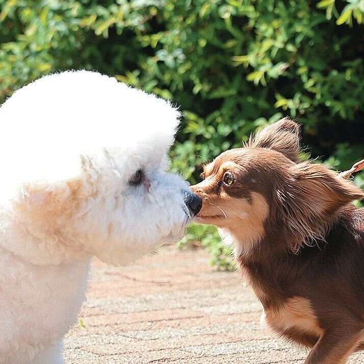 顔を近づける犬たち