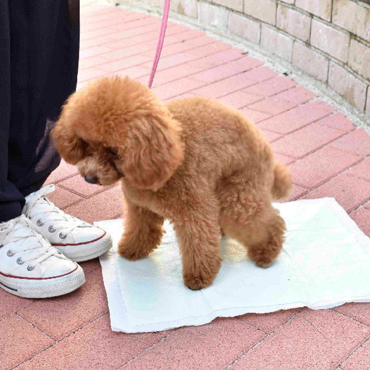 オシッコスタイルでわかるってホント 泌尿器の病気 早期発見のコツ いぬのきもちweb Magazine オシッコスタイルでわかるってホント 泌尿器の病気 早期発見のコツ いぬのきもちweb Magazine