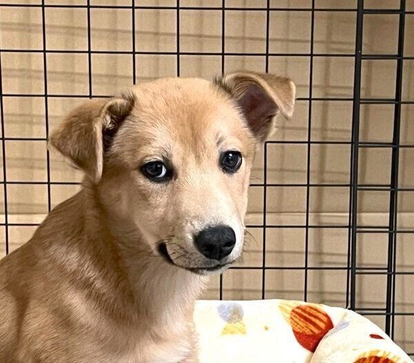 家に来た頃のさくらちゃん