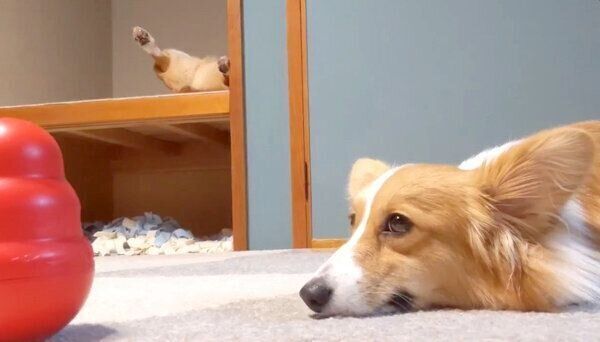 くつろぐ妹ちゃんと、奥で爆睡するお兄ちゃん