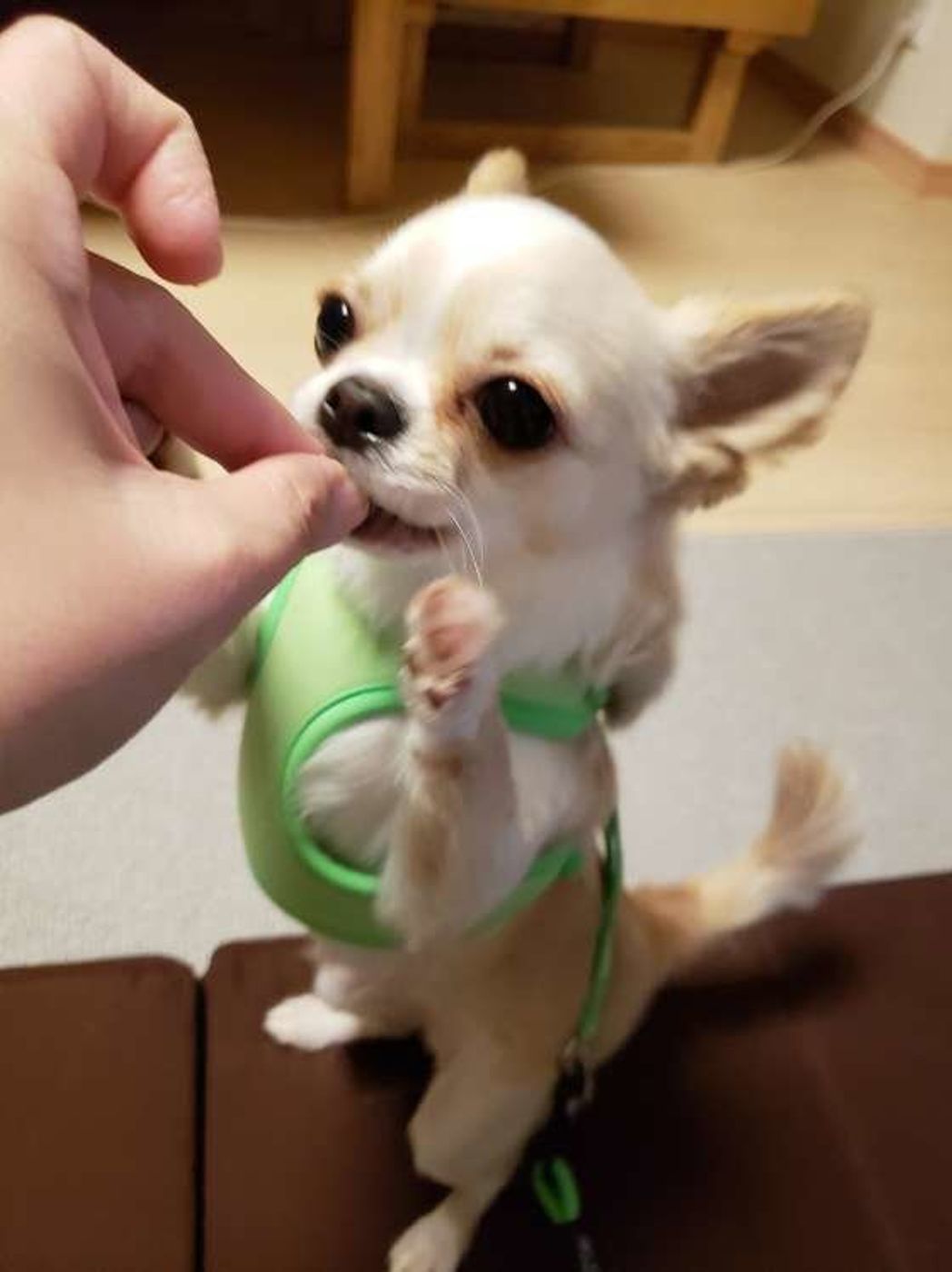 いつもしていたことを愛犬がしなくなったら注意 病気や不調のサインかも いぬのきもちweb Magazine いつもしていたことを愛犬がしなくなったら注意 病気や不調のサインかも いぬのきもちweb Magazine