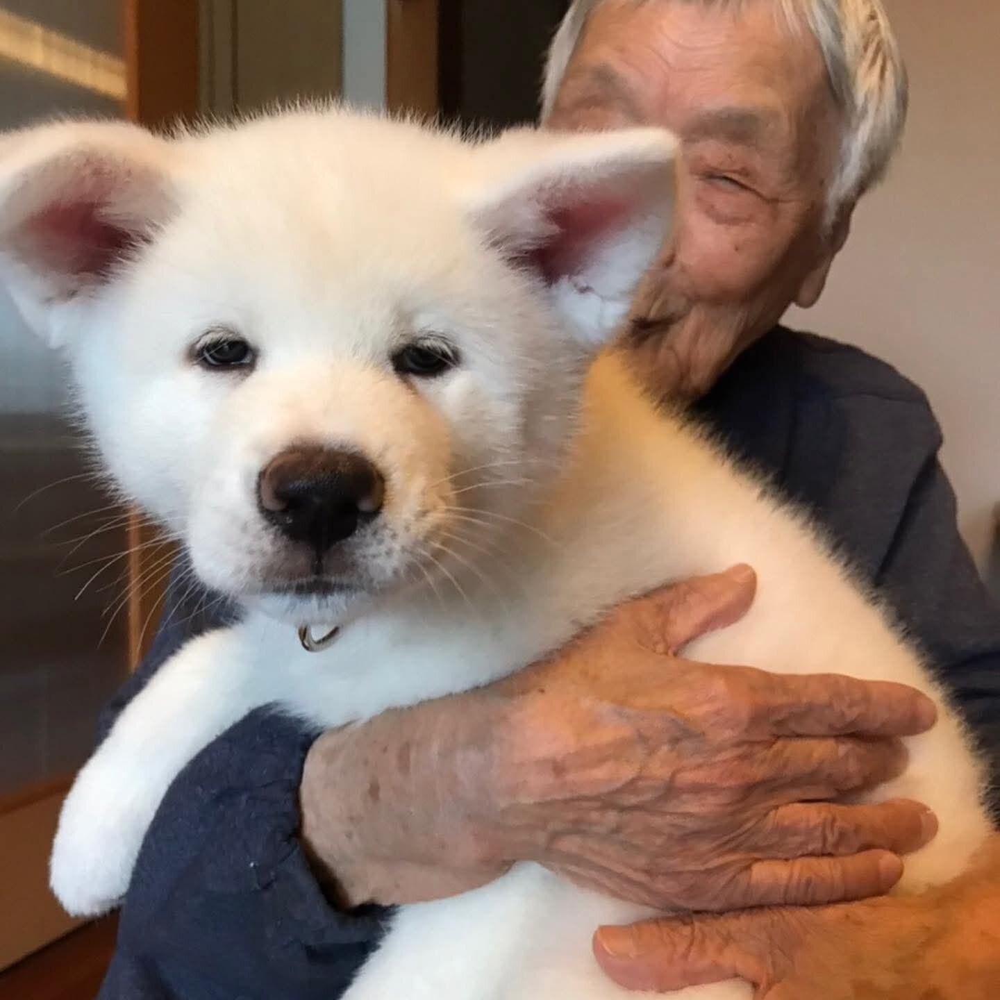 お迎え初日、生後3カ月のうめちゃん。