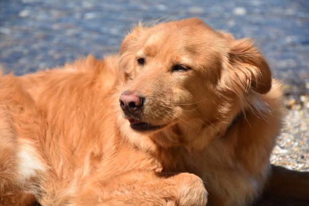 ノヴァ・スコシア・ダック・トーリング・レトリーバー