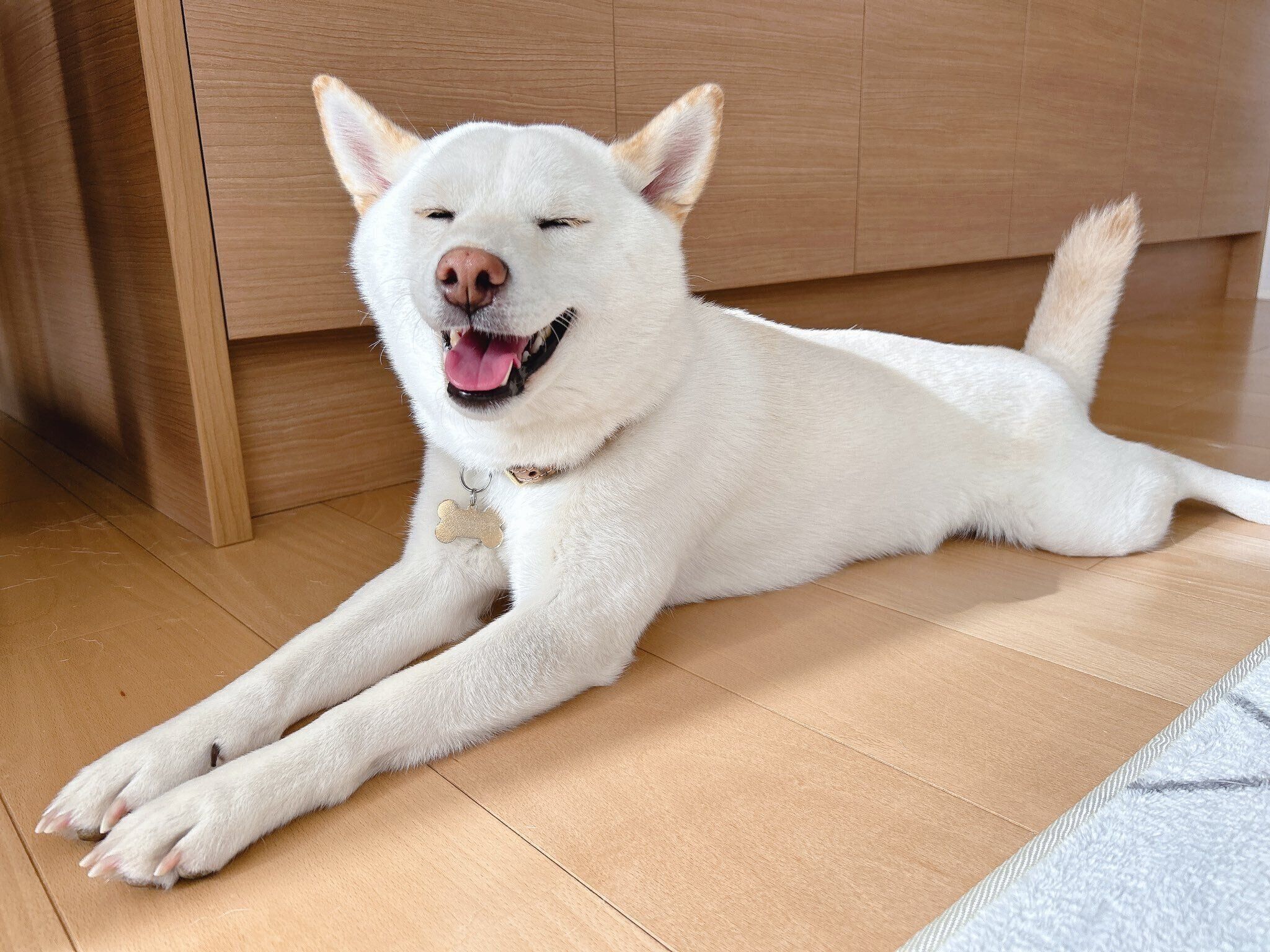 まったりするおもちちゃん