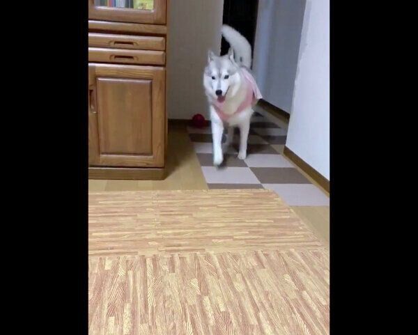 ボール遊びに飽きたユキちゃん
