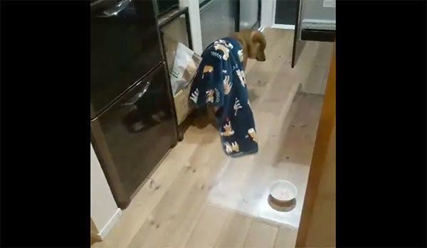 「歩く毛布」と化したおにぎりちゃん