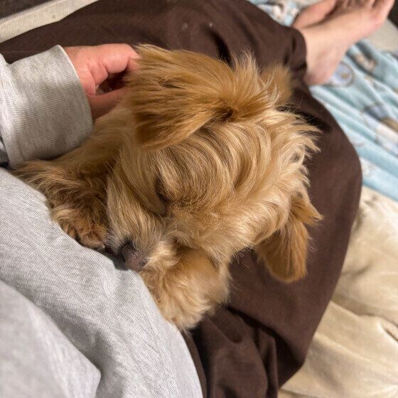 Ｍｉｘ（雑種）小型犬　なでなで